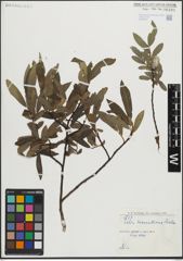 Foto von Salix maccalliana Rowlee